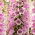Naprstak - Dottie Rose - Digitalis - rizom