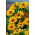 Třapatka (rudbékie) - Tiger Eye Gold - Rudbeckia - kořenová sazenice