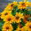 Třapatka (rudbékie) - Tiger Eye Gold - Rudbeckia - kořenová sazenice