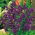 Annual Clary - Blue - Salvia horminum - Perfect for sunny borders, containers & edging - Fresh Seeds