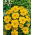French Marigold - Silvia - Tagetes patula - Golden-yellow single blooms with frilled petals - Fresh Seeds
