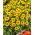 Tagete - Legion of Honour - Tagetes patula - Straordinari fiori bicolori - petali dorati con centri bordeaux - Semi Freschi
