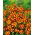 French Marigold - Court Jester - Tagetes patula - Flowers Non-Stop from June to October - Fresh Seeds