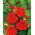Große Kapuzinerkresse - Scarlet Gleam - Tropaeolum majus - 150 cm langer Rankwuchs - perfekt für Zäune, Pergolen und Kübel - Samen