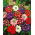 Garden Verbena - Sparkle - Verbena hybrida - Cascading Beauty for Planters, Pots & Hanging Baskets - Fresh Seeds