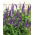 Verónica de Hoja Larga - Azul Lavanda - Veronica longifolia - Espigas de flores azul lavanda, atraen abejas y mariposas - Semillas frescas