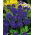 Hornveilchen - Admiration - Viola cornuta - Miniatur-Eleganz - Fülle von violett-blauen Blüten - Samen