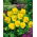 Hornveilchen - Yellow Perfection - Viola cornuta - Kompakte Leuchtkraft - ideal für Rabatten, Töpfe und Steingärten - Samen