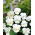 Hornveilchen - White Perfection - Viola cornuta - Kompakt und stilvoll - ideal für Rabatten und Töpfe - Samen