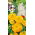 Zinnie Dahlienblütige - Golden State - Zinnia elegans - Ideal als Schnittblume - hält lange frisch in der Vase - Samen