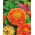 Zinnia flor de Dalia - Salmon Queen - Zinnia elegans - Flores salmón exuberantes, elegancia en cada pétalo - Semillas frescas