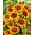 Zinnia Dahlia Flowered - Sombrero - Zinnia elegans - Fiery Bicolour Blooms - Red Meets Gold in Every Petal - Fresh Seeds