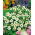Mexican Zinnia - White - Zinnia haageana - Elegant White Carpet Blooms - Pure Garden Sophistication - Fresh Seeds