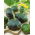 Squash Patty Pan - green - Tastiest, firmest texture - Fresh Seeds