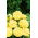 Poppy - Peony Flowered - Yellow - Papaver paeoniflorum - Ideal for sunny borders and wildflower meadows - Fresh Seeds