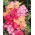 Drummond's Phlox - Cecily - Pastel Mixed - Phlox drummondii - Whimsical Pastel Blooms for Romantic Garden Borders - Fresh Seeds