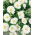 Portulakröschen - Gefüllte - Weiß - Portulaca grandiflora - Ideal für Rabatten, Kübel und Steingärten - Samen