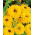 Gefüllte Sonnenhut - Golden Daisies - Rudbeckia hirta - Hervorragend für frische Blumensträuße - lange Haltbarkeit in der Vase und robuste Stängel - Samen