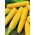 BIO Sweet corn - Golden Bantam - Heirloom variety with buttery, sweet flavour - Fresh Seeds