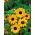 Zonnebloem kleinbloemig - Stella - Helianthus debilis - Stralend goud en onweerstaanbare impact - Verse zaden