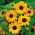 Zonnebloem kleinbloemig - Stella - Helianthus debilis - Stralend goud en onweerstaanbare impact - Verse zaden
