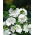 Musk Mallow - white - Malva moschata - Purest white, most graceful floral display - Fresh Seeds