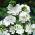 Musk Mallow - white - Malva moschata - Purest white, most graceful floral display - Fresh Seeds