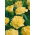 Oeillet des fleuristes - Marie Chabaud - Dianthus caryophyllus - Jaune intense, pétales finement frisés et éclatants - Graines fraîches