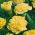 Oeillet des fleuristes - Marie Chabaud - Dianthus caryophyllus - Jaune intense, pétales finement frisés et éclatants - Graines fraîches