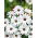 Dimorphothéca sinuata - Glistening White - Dimorphotheca sinuata - Fascino abbagliante - Semi Freschi