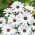 Dimorphothéca sinuata - Glistening White - Dimorphotheca sinuata - Fascino abbagliante - Semi Freschi