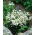 Ridderspoor - wit - Delphinium grandiflorum - Gracieus en tijdloos in uitstraling - Verse zaden