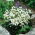 Ridderspoor - wit - Delphinium grandiflorum - Gracieus en tijdloos in uitstraling - Verse zaden