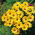 Guldblomst - Gul - Dimorphotheca sinuata - Kraftfuld gul, solrig glød - Friske frø