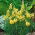 Almindelig Torskemund - Linaria vulgaris - Markante gyldne blomster, robust vækst - Friske frø