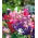 Semi di nano dolce pisello - Lathyrus odoratus - 24 semi