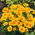 Kaliforniai kakukkmák - Golden West - Eschscholzia californica - Legélénkebb arany, hosszan tartó nyári virágzás - Friss vetőmagok