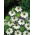 Love-in-a-Mist - white - Nigella damascena - Snowiest petals, longest-lasting wild charm - Fresh Seeds