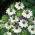 Love-in-a-Mist - white - Nigella damascena - Snowiest petals, longest-lasting wild charm - Fresh Seeds