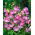 Edelwicke - Gwendoline - Lathyrus odoratus - Elegante Farbnuancen, duftendes Blütenmeer - Samen
