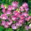 Edelwicke - Gwendoline - Lathyrus odoratus - Elegante Farbnuancen, duftendes Blütenmeer - Samen