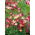 Californian Poppy - Carmine King - Eschscholzia californica - Deepest carmine, strongest presence - Fresh Seeds