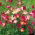Californian Poppy - Carmine King - Eschscholzia californica - Deepest carmine, strongest presence - Fresh Seeds