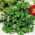 BIO Berro de Agua - Nasturtium officinale - Perfecta para ensaladas, sándwiches, batidos y salteados - Semillas frescas