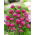 Gomphrena Globosa - porpora - Gomphrena globosa - Porpora intensa, fioritura persistente - Semi Freschi