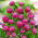 Gomphrena Globosa - porpora - Gomphrena globosa - Porpora intensa, fioritura persistente - Semi Freschi