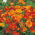 Amapola de California - Mikado - Eschscholzia californica - Naranja vibrante y floración duradera - Semillas frescas