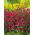 Heide-Nelke Flashing Light - Dianthus deltodies - 330 Samen