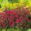 Heide-Nelke Flashing Light - Dianthus deltodies - 330 Samen