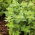 BIO Origano Comune - Origanum vulgare - Perfetto per pizze, sughi, stufati e marinate - Semi Freschi